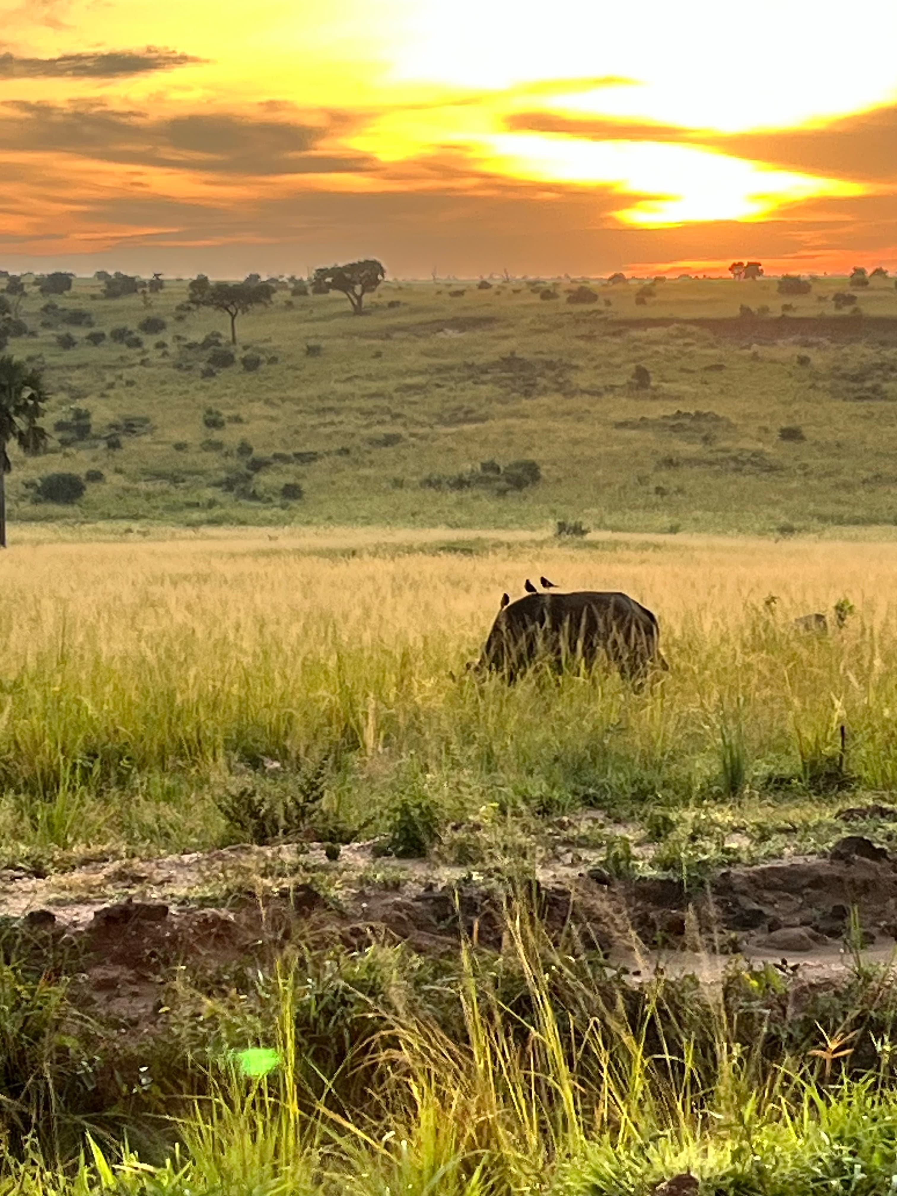 Uganda
